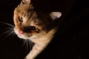 Fatah Muse profile image